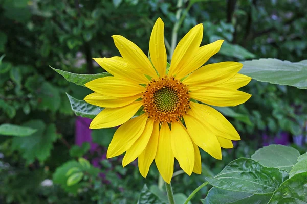 Sunflower in the garden. — Stock Photo, Image