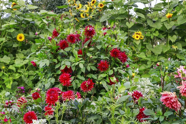 Κόκκινες ντάλιες και κίτρινα ηλιοτρόπια στον κήπο — Φωτογραφία Αρχείου