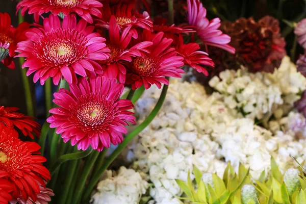 Flores vermelhas de gerbera . — Fotografia de Stock