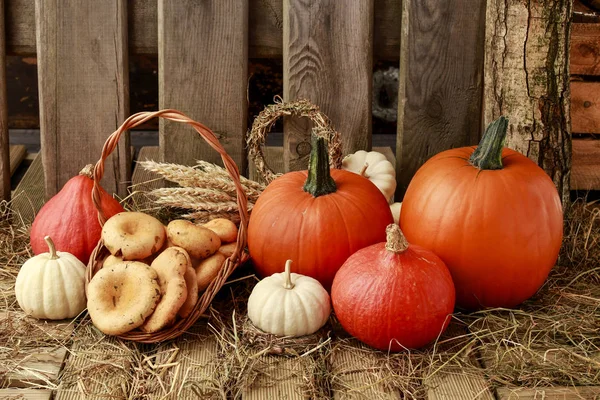 Basket of mushrooms and orange pumpkins in the pantry. — Stock Photo, Image