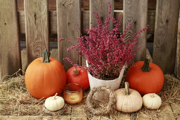 Pumpkins in the barn. Wooden fence in the background. — Stock Photo, Image