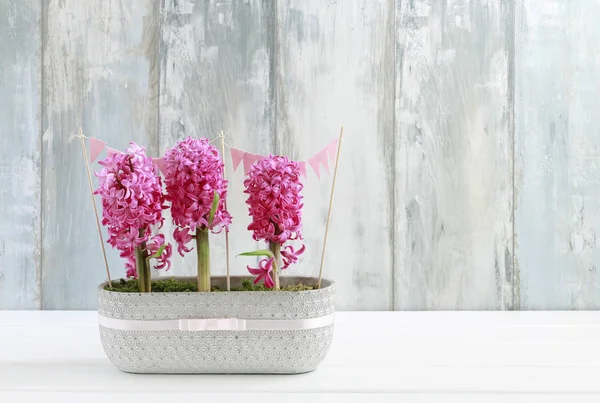 Flores de jacinto rosa . — Fotografia de Stock