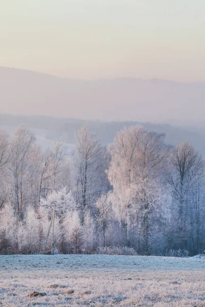 Frosted trees in the morning in the countryside — Stock Photo, Image