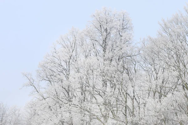 早晨在乡村结霜的树木 — 图库照片
