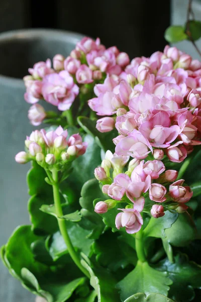 Kalanchoe blossfeldiana, pianta da casa comunemente coltivata . — Foto Stock