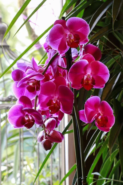 Орхидеи в оранжерее . — стоковое фото