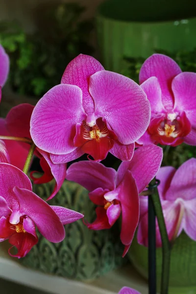 Orkidé blommor i orangeriet. — Stockfoto