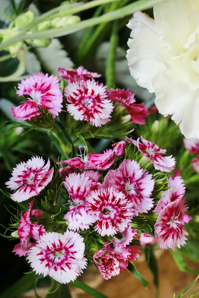 A popular fragrant biennial garden plant, Sweet William or Diant — Stock Photo, Image