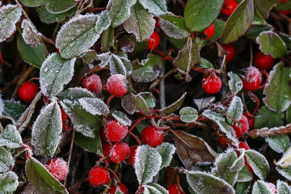 Piros bogyós gyümölcsök (cotoneaster horizontalis) alatt fagy. — Stock Fotó