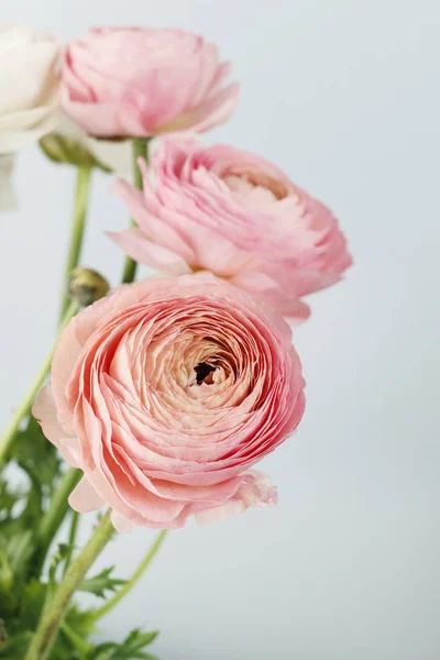 Pink ranunculus flowers.