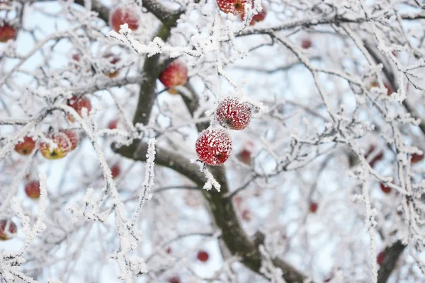 Maçãs geladas na árvore — Fotografia de Stock