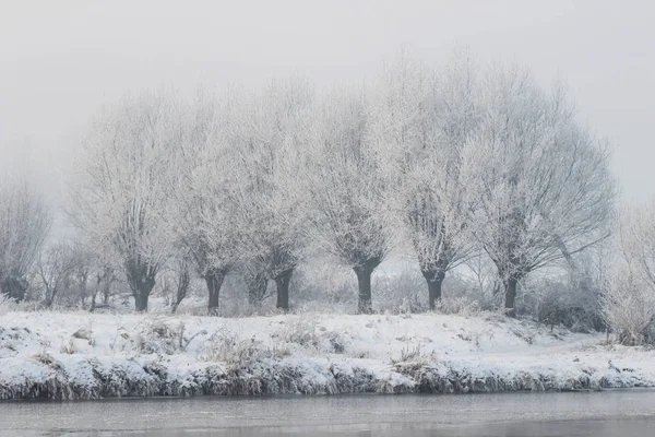 Beautiful willows by the river — Stock Photo, Image