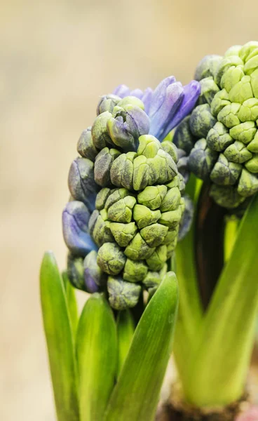 Detalhe flores jacinto . — Fotografia de Stock