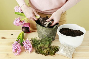 Nasıl pembe sümbül çiçekleri ile Paskalya masa dekorasyon yapmak