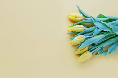 mooie tulpen op gele achtergrond