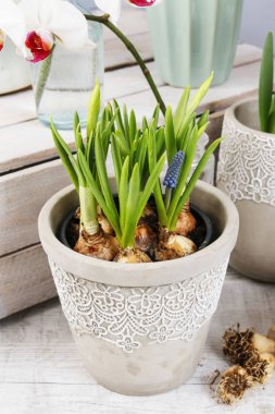 Muscari çiçekleri (üzüm sümbül) gri tencerede. 