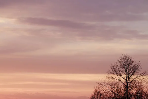 Árboles y puesta de sol en el fondo . — Foto de Stock