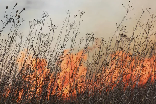 Brennende Wiese. — Stockfoto