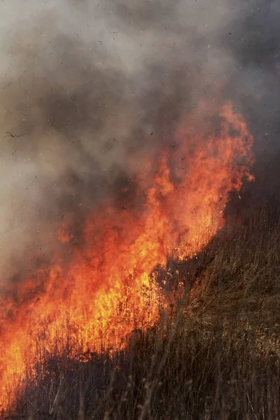 Fondo de pradera ardiente . — Foto de Stock