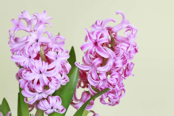 Pink hyacinth flowers. — Stock Photo, Image