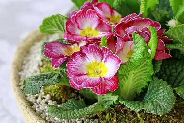 Domácí dekorace s květy Primula. — Stock fotografie