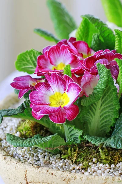 Decorazione domestica con fiori di primula . — Foto Stock