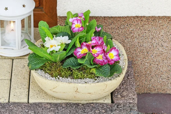 Decorazione domestica con fiori di primula . — Foto Stock