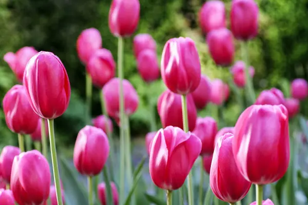Campo de tulipanes rosados. —  Fotos de Stock