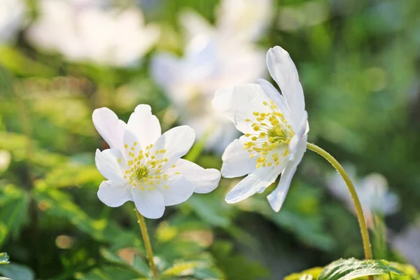 Helleborus Niger, obyčejně zvaný Vánoční růže nebo černá helleb — Stock fotografie