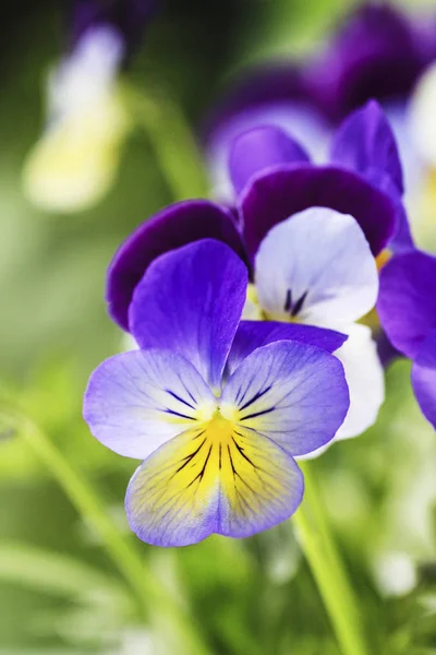 Stiefmütterchenblumen. — Stockfoto