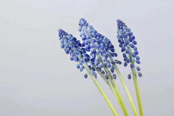 Muscari bloemen (druif hyacint). — Stockfoto