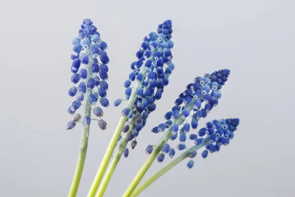 Muscari-Blüten (Traubenhyazinthe)). — Stockfoto
