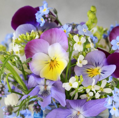 Pansy, unut beni-değil, menekşe ve zambak vadi çiçekleri o