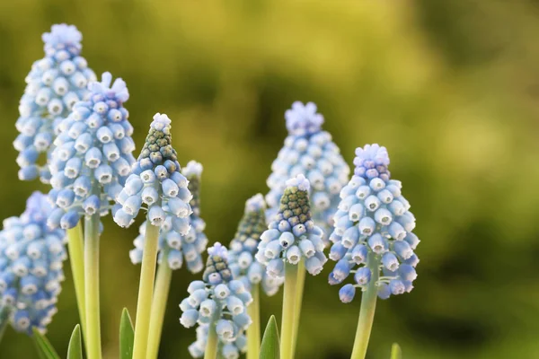 Bahçede Muscari çiçekleri (üzüm sümbül). — Stok fotoğraf