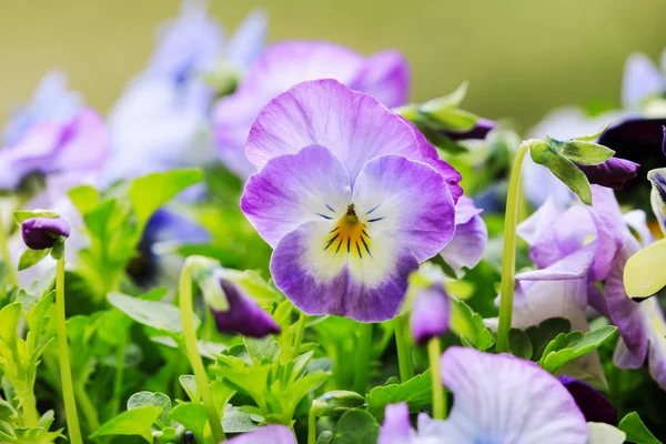 Beautiful pansy flowers in the garden. — Stock Photo, Image