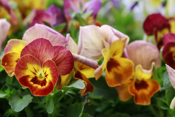 Schöne Stiefmütterchenblumen im Garten. — Stockfoto