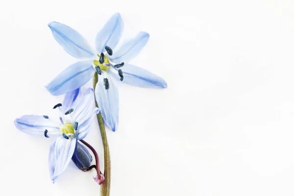 Graine de Sibérie bleue (Scilla siberica) fleur . — Photo
