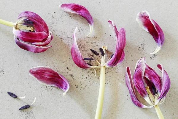 Übertriebene Tulpe auf Papierhintergrund. — Stockfoto