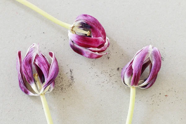 Přefoukané Tulipán na pozadí papíru. — Stock fotografie