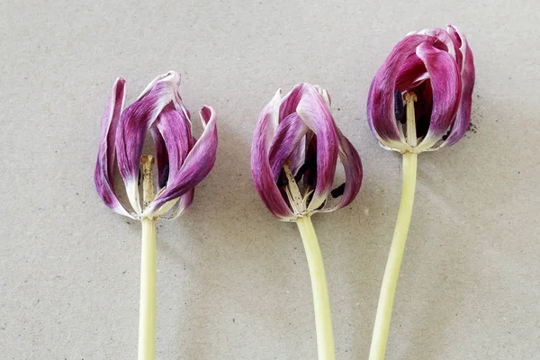 Přefoukané Tulipán na pozadí papíru. — Stock fotografie