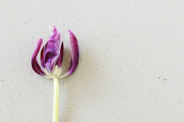 Tulipe soufflée sur fond de papier . — Photo