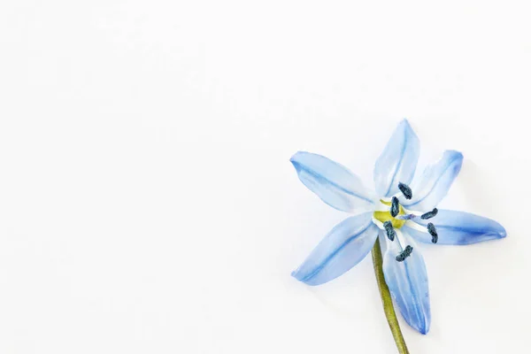 Kék szibériai squill (Scilla siberica) virág. — Stock Fotó