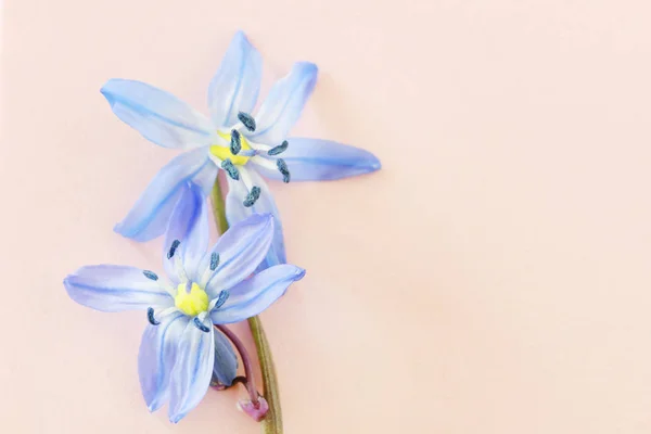 Blå Siberian Squill (Scilla siberica) blomma. — Stockfoto