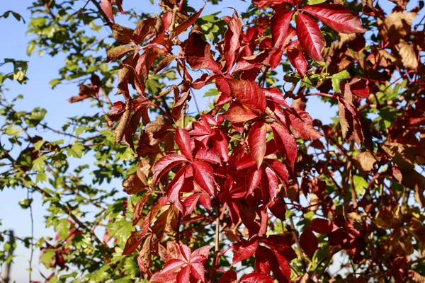 Podzimní krajina, stromy s pestrým listí, dokonalé slunečno — Stock fotografie