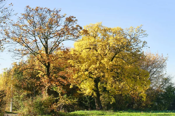 Paisagem outonal, árvores com folhas coloridas, ensolarado perfeito nós — Fotografia de Stock
