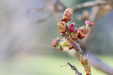 İngilizce alıç (Crataegus laevigata Paul's Scarlett) tomurcukları