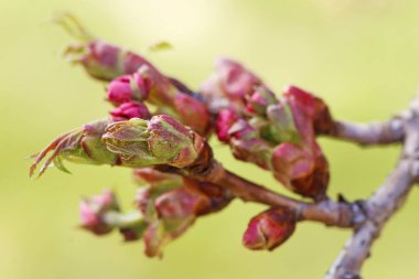 İngilizce alıç (Crataegus laevigata Paul's Scarlett) tomurcukları