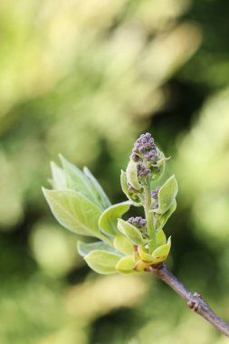Leylak (Syringa vulgaris) bahçede tomurcukları
