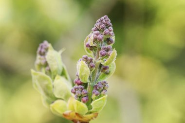 Leylak (Syringa vulgaris) bahçede tomurcukları