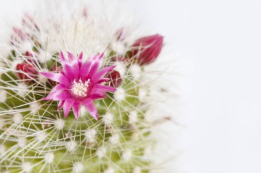 Güzel pembe kaktüs çiçeği. Dikenler arasında küçük çiçekler.